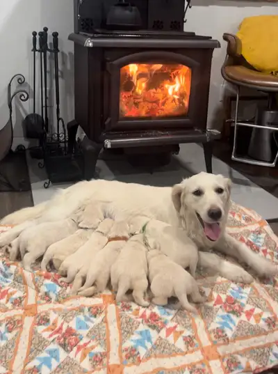 CKC English Golden Retriever Puppies, View more