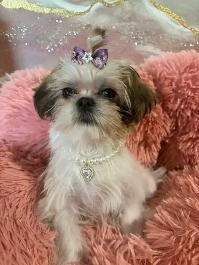 Gorgeous Shorkie, View more