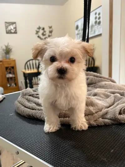 ❤️ Yorkie poo puppies, ❤️  Ready to go! ❤️, View more