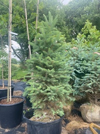 Blue spruce 