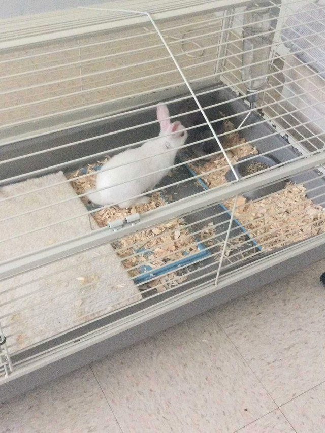 Bunnies/ food/cage/bedding/hay in Small Animals for Rehoming in Windsor Region