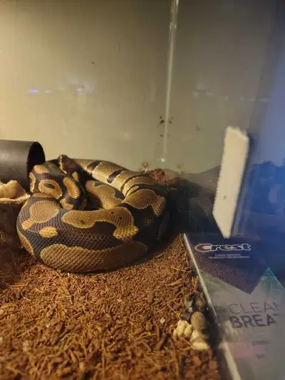 ball python & enclosure , View more