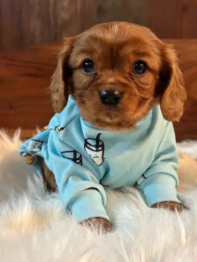 Serious inquiries only the pictures are updated frequently These are registered purebred Cavalier Ki...