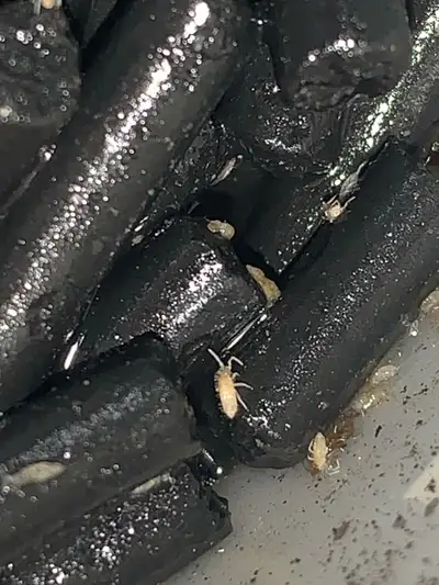 Tropical Pink Springtails, View more