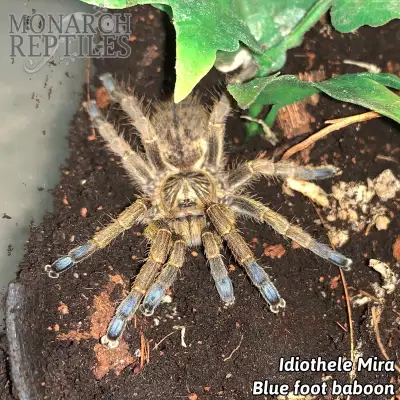NEW * MYGALES * TARANTULA LIST, View more