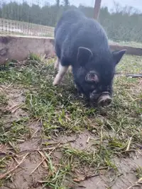 Mini pig -male