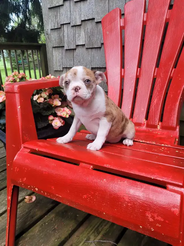 Boston terrier puppies  in Dogs & Puppies for Rehoming in Stratford - Image 8