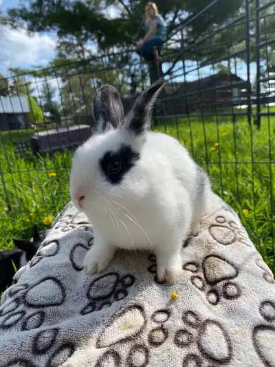 Holland lop X Dutch rabbit, View more