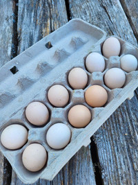 Bantam Barnyard Mix Fertilized Hatching Eggs