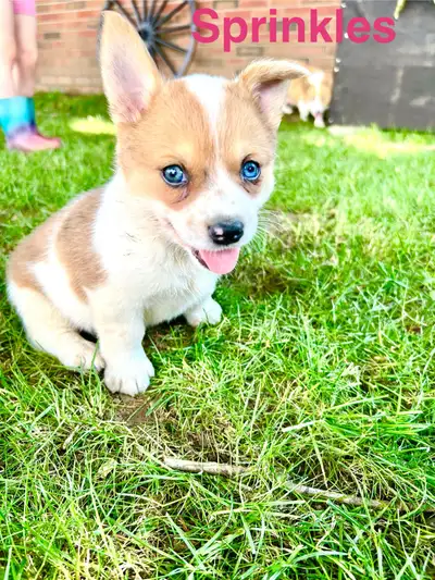 Cowboy Corgi Puppies, View more