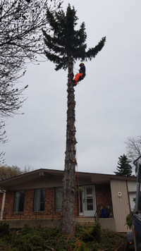 Chainsaw work/tree removal/pruning/fallen tree cleanup, Insured