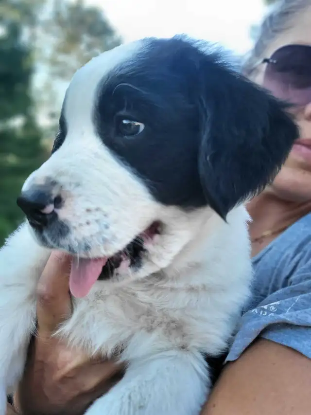 Puppies puppies! in Dogs & Puppies for Rehoming in Sudbury - Image 4