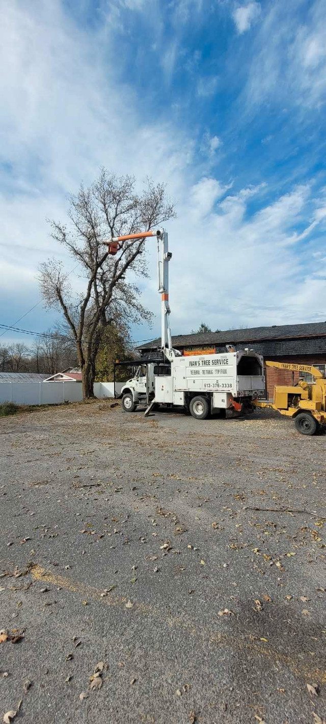 Ivan's Tree Service  in Lawn, Tree Maintenance & Eavestrough in Kingston