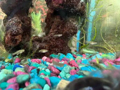 10 Baby Guppies, View more