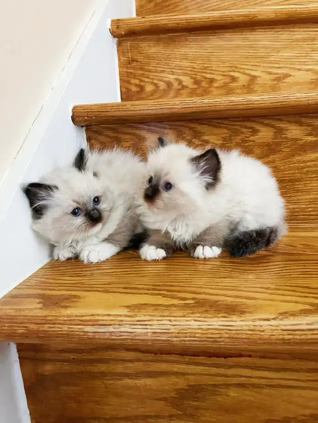 Beautiful ragdoll kittens are ready to a new home in Cats & Kittens for Rehoming in City of Montréal - Image 5