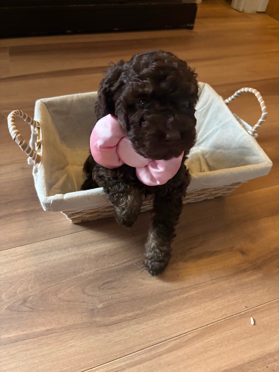 Caniche | Dogs & Puppies for Rehoming | Lanaudière | Free local ...