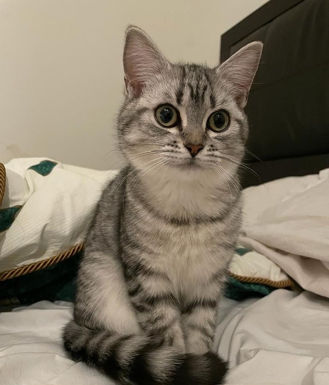 Female kitten Cats & Kittens for Rehoming Ottawa Kijiji