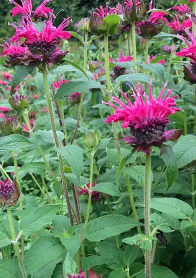 Beebalm plants, View more