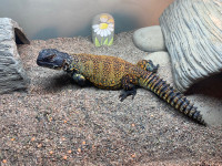 Moroccan uromastyx- to experienced keepers please!
