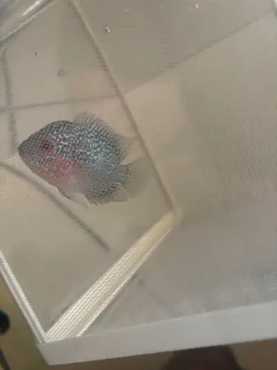Juvenile Flowerhorn, View more