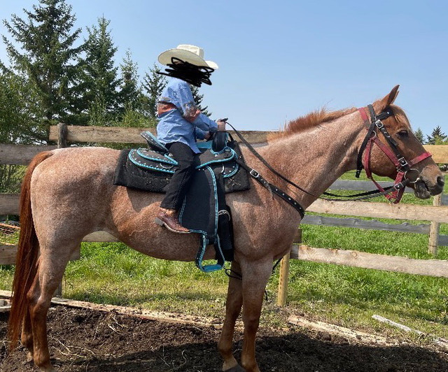 KIDS AQHA TWO EYED JACK Red Roan Mare in Foal for 2024 Horses