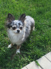 Gorgeous Apple Head Chihuahua Girl!! (Hold)