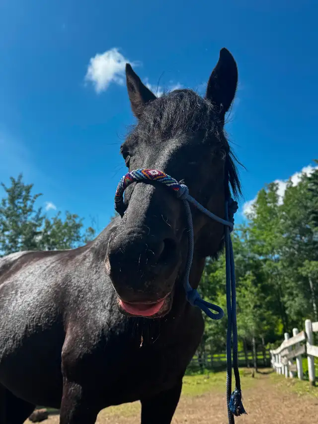 7yr pony mare in Horses & Ponies for Rehoming in Edmonton - Image 5