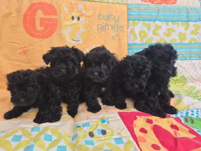 Toy Yorkie Poodle (Yorkie-Poo) Puppies, View more