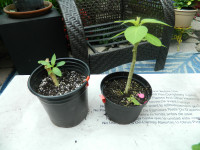 14 Brugmansia plants