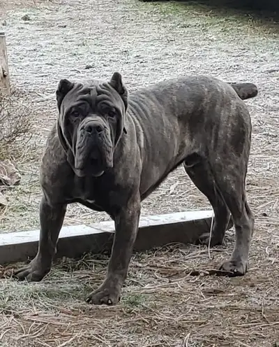 World Class Cane Corso puppies has arrived, View more