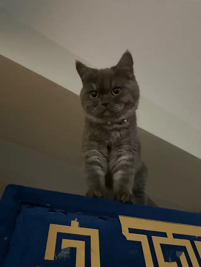 cat for sale Male British Shorthair in Cats & Kittens for Rehoming in Delta/Surrey/Langley - Image 3