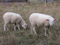 EAST FRIESIAN  SHEEP