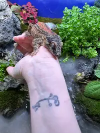 Proven Breeder Gecko