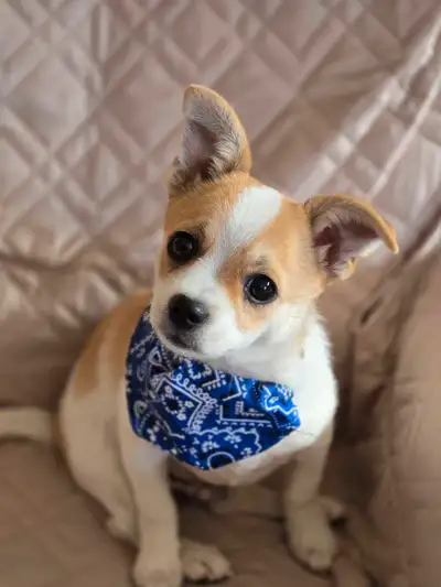One male Pomchi left ( SOLD ), View more