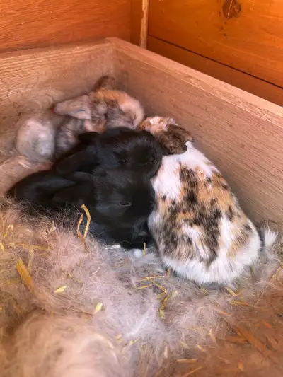 Two separate litters for sale . First picture is of 4 baby Holland Lops . Two all black,one halequin...
