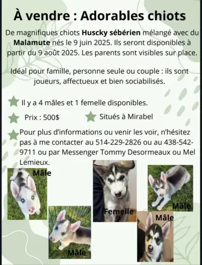Husky Chiots, View more