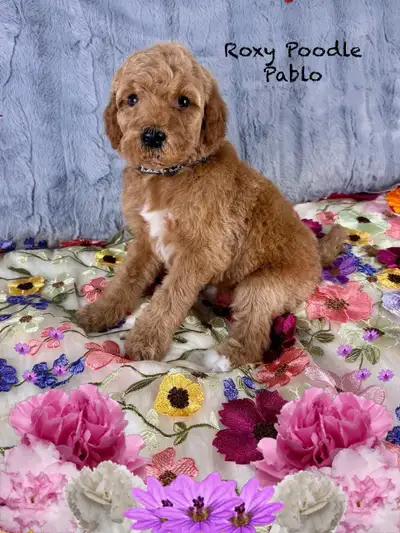 Chiots Caniche Royal (Standard) - Plusieurs couleurs disponibles, View more
