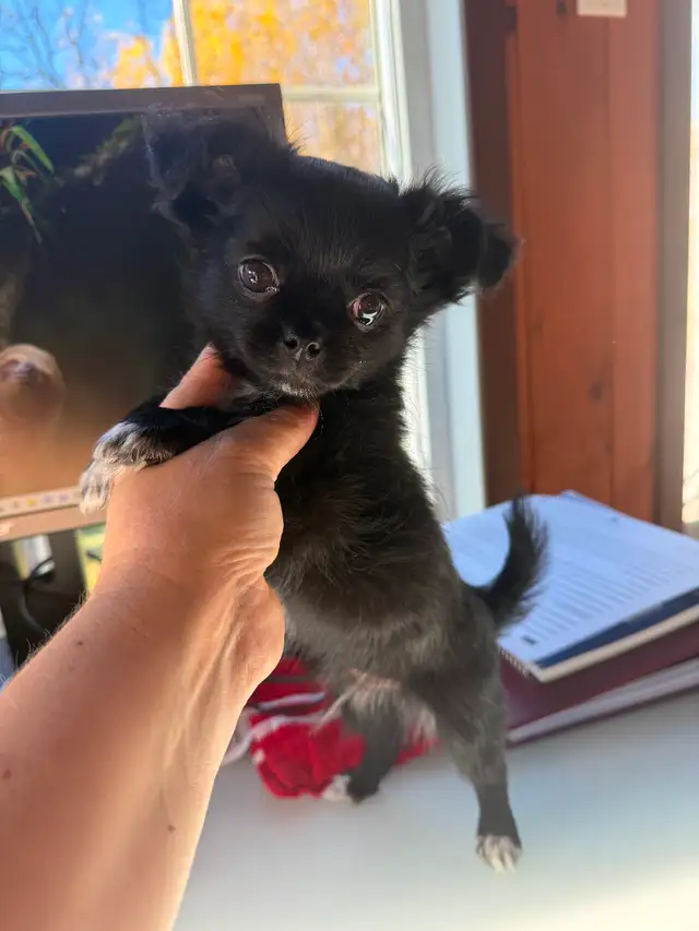 Chihuahua Puppies in Dogs & Puppies for Rehoming in Gatineau - Image 8