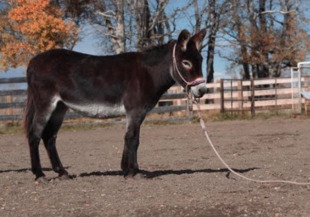 Standard Jenny Donkey  in Livestock in Red Deer