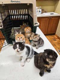 Chatons disponibles Exotic shorthair ou Sottish fold