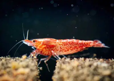 Cherry shrimp , View more