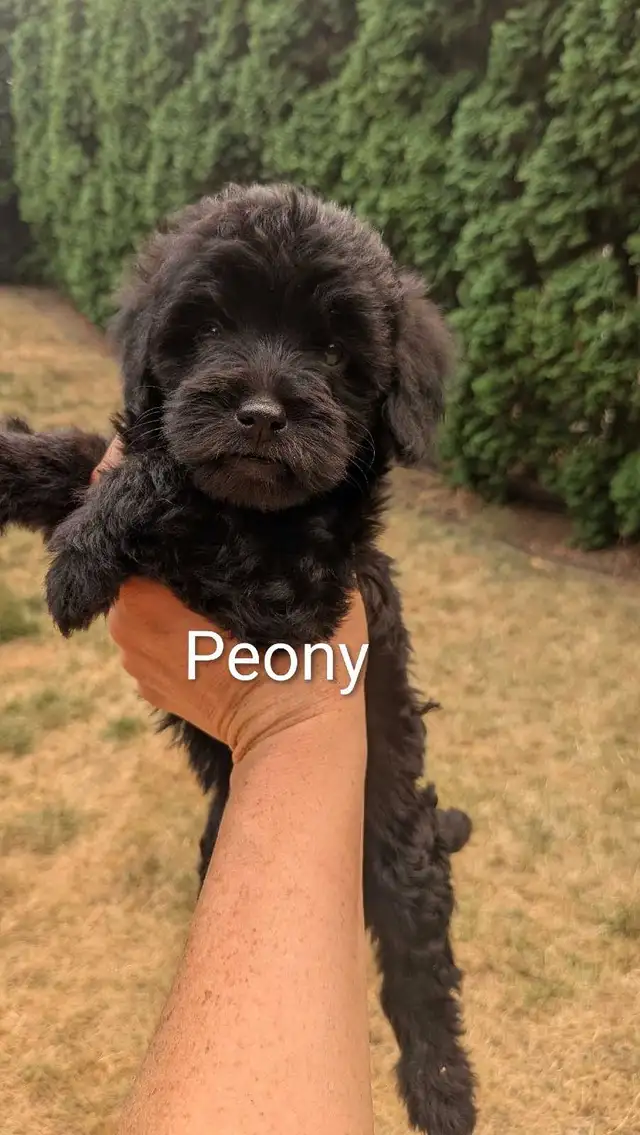 Mini Sheepadoodle Puppies in Dogs & Puppies for Rehoming in Vernon - Image 2