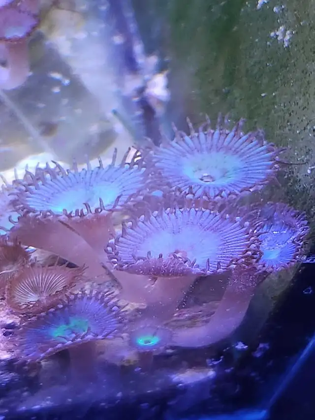 Mind Blowing Paly Coral frags in Fish for Rehoming in Brantford - Image 2