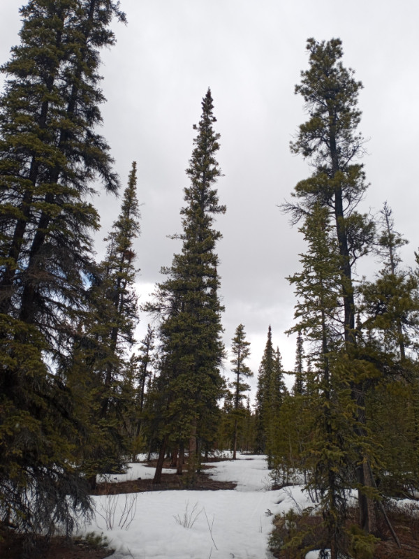 Lot for Sale in Robinson Subdivision, Carcross Road, Yukon in Land for Sale in Whitehorse