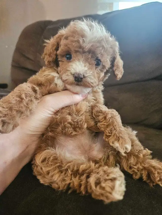 Teddy Bear Toy Poodle in Dogs & Puppies for Rehoming in Sudbury - Image 5