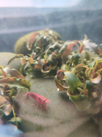 Aquarium Plants and Cherry Shrimp