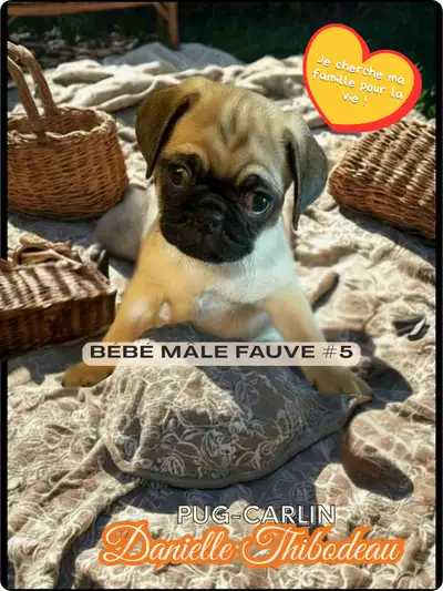 chiot pug/carlin, View more