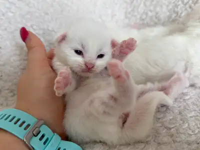 ✨Réservation chatons Mainecoon blancs✨, View more