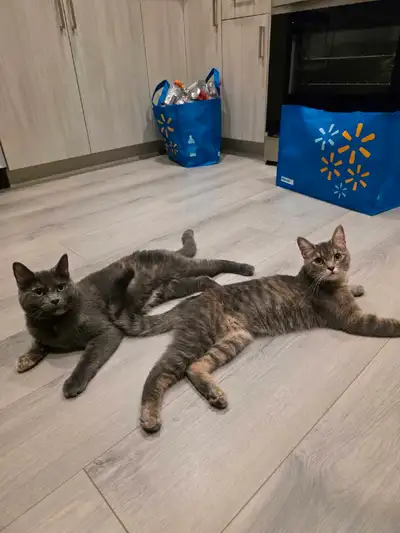 2 Cats to a good home by October 28th, View more