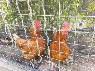 FREE Laying Hens, View more